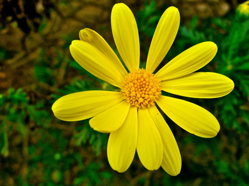 india-flower