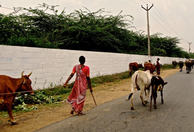 India-Cows